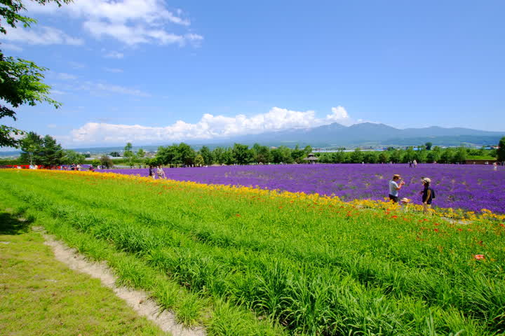 Furano Blumenfelder